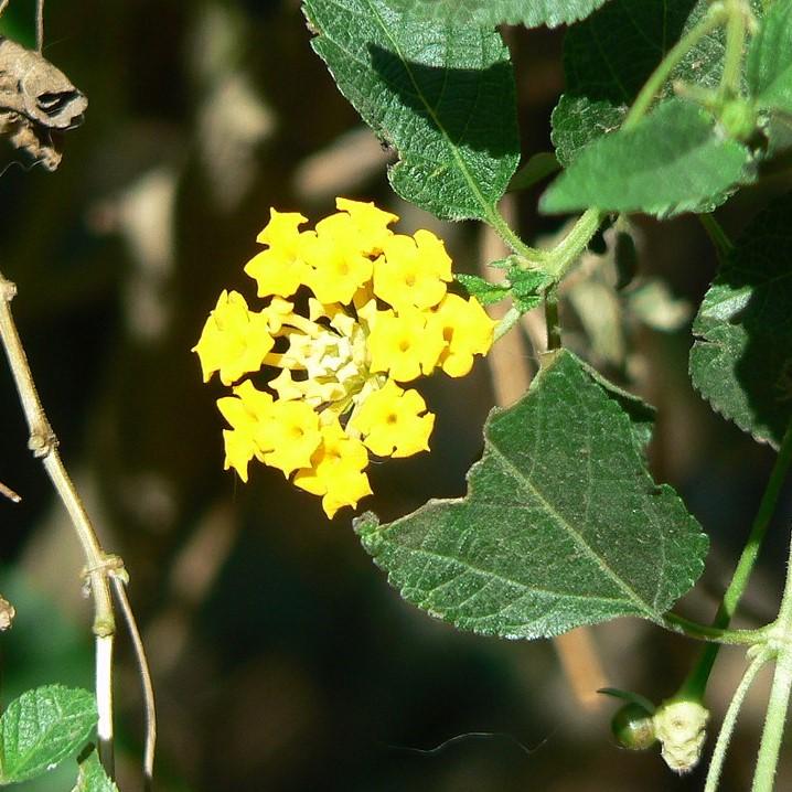 Lantana camara 'Lola' ~ Lola Lantana-ServeScape