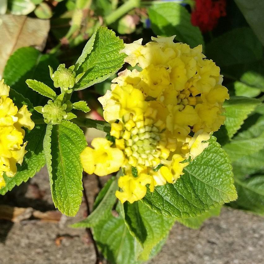 Lantana camara 'Lola' ~ Lola Lantana-ServeScape