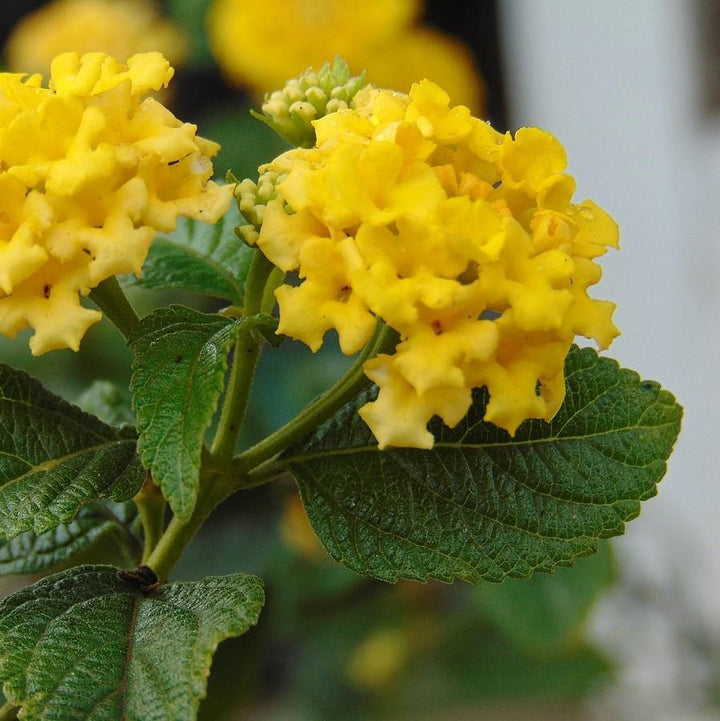 Lantana camara 'Lola' ~ Lola Lantana-ServeScape