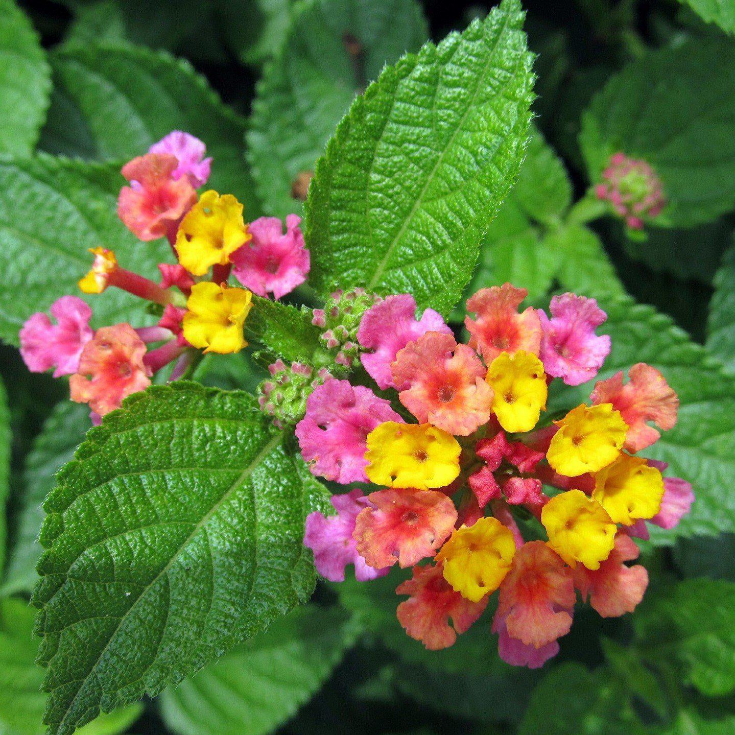 Lantana camara 'Moni' ~ Confetti™ Spreading Lantana - Delivered By ServeScape