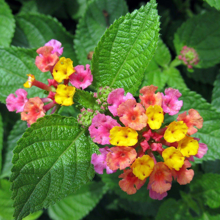 Lantana camara 'Moni' ~ Confetti™ Spreading Lantana - Delivered By ServeScape