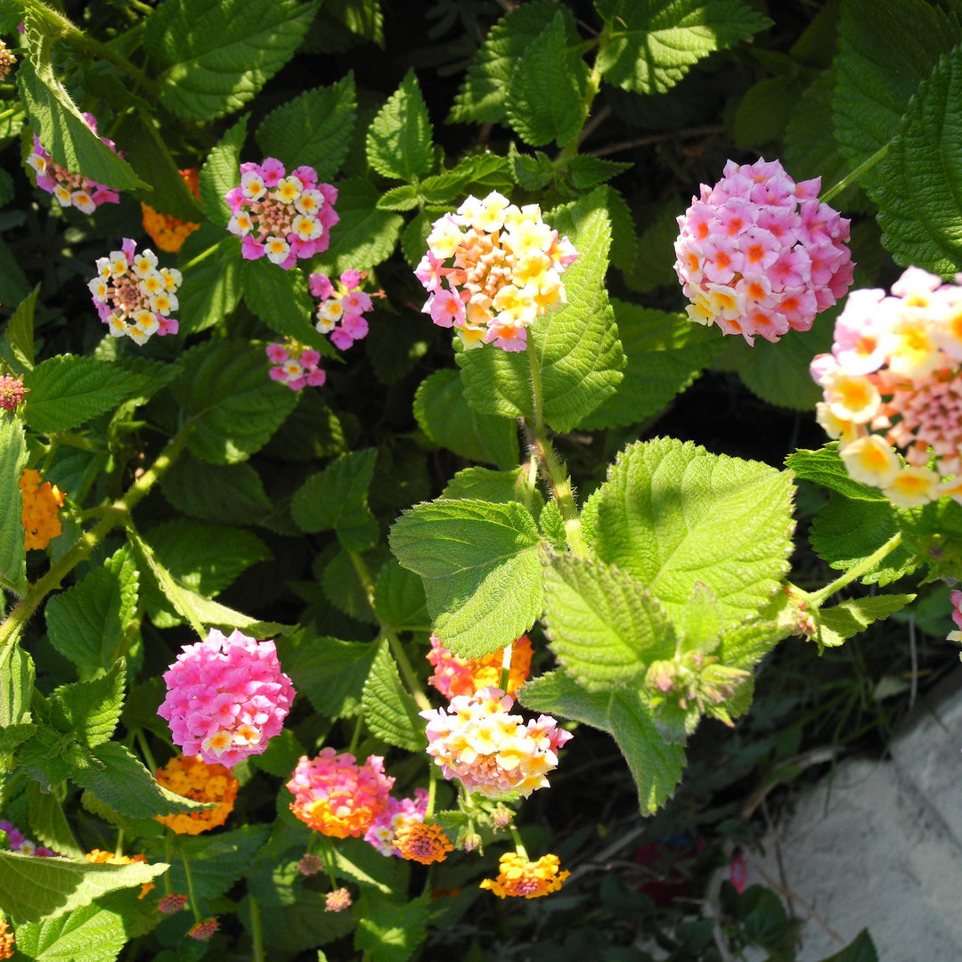 Lantana camara 'Mozelle' ~ Mozelle Lantana-ServeScape
