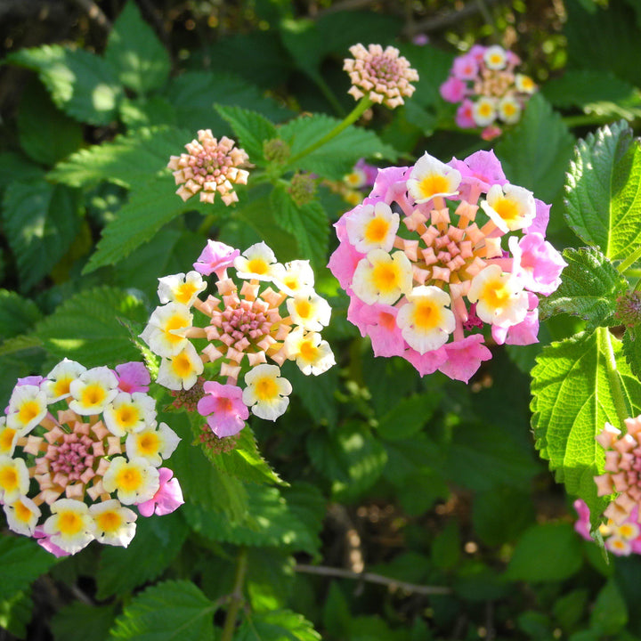Lantana camara 'Mozelle' ~ Mozelle Lantana-ServeScape