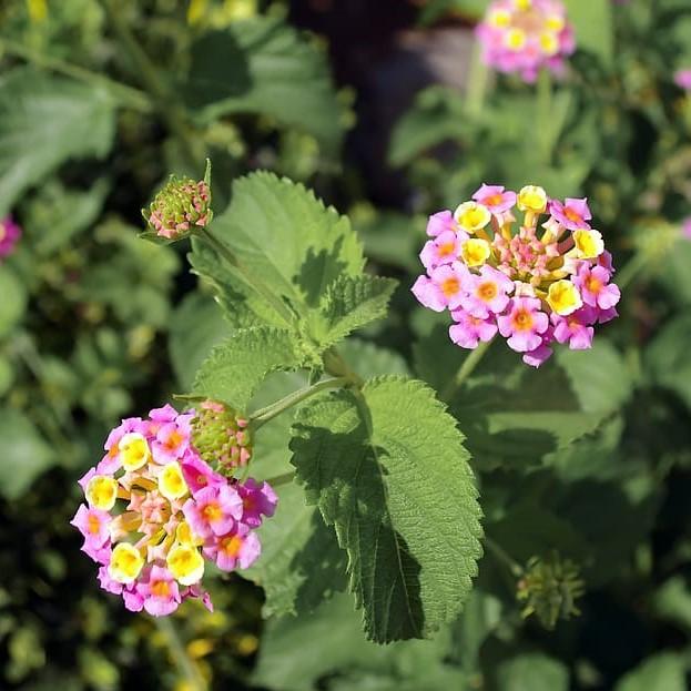 Lantana camara 'Mozelle' ~ Mozelle Lantana-ServeScape