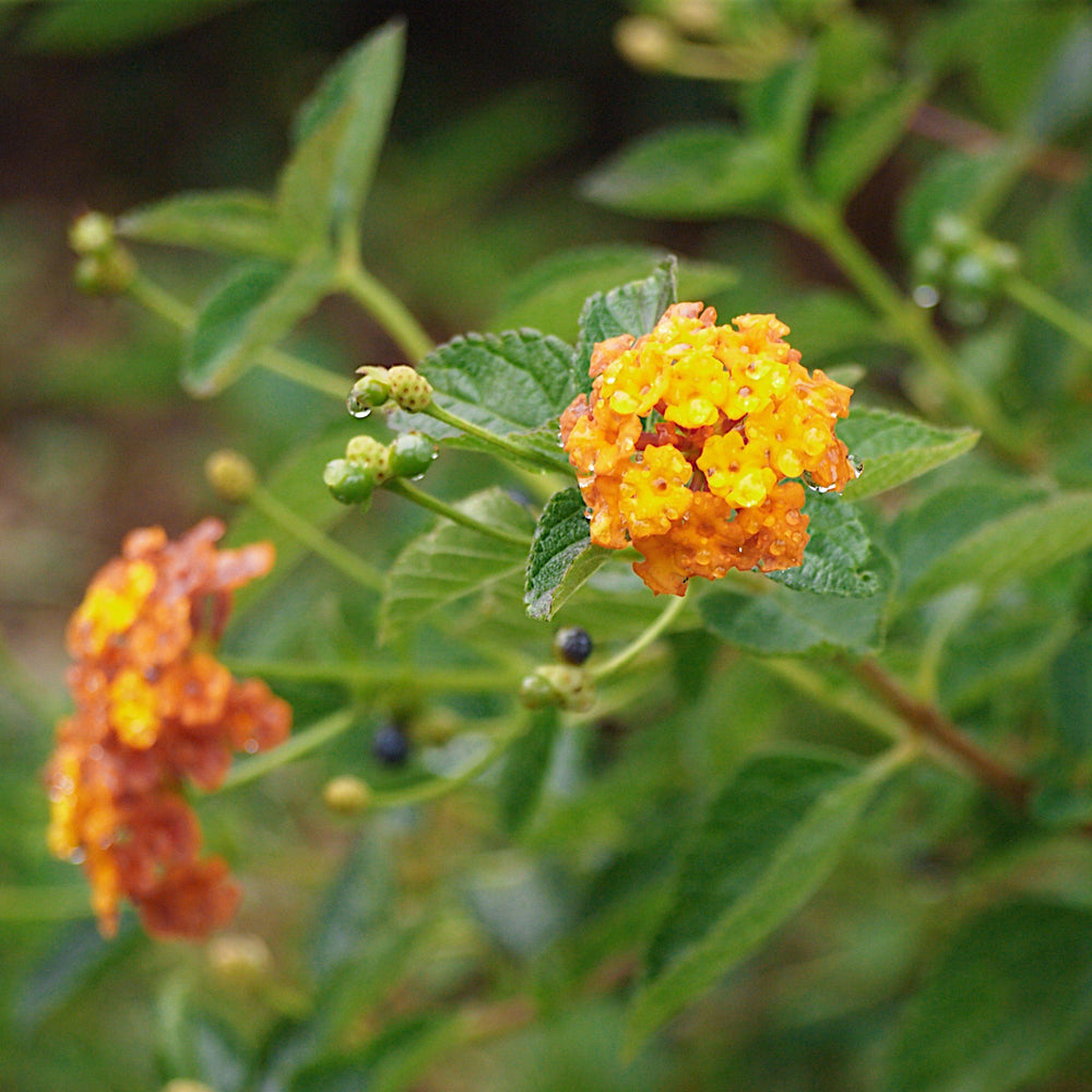 Lantana x 'Mone' ~ Tangerine™ Spreading Lantana-ServeScape