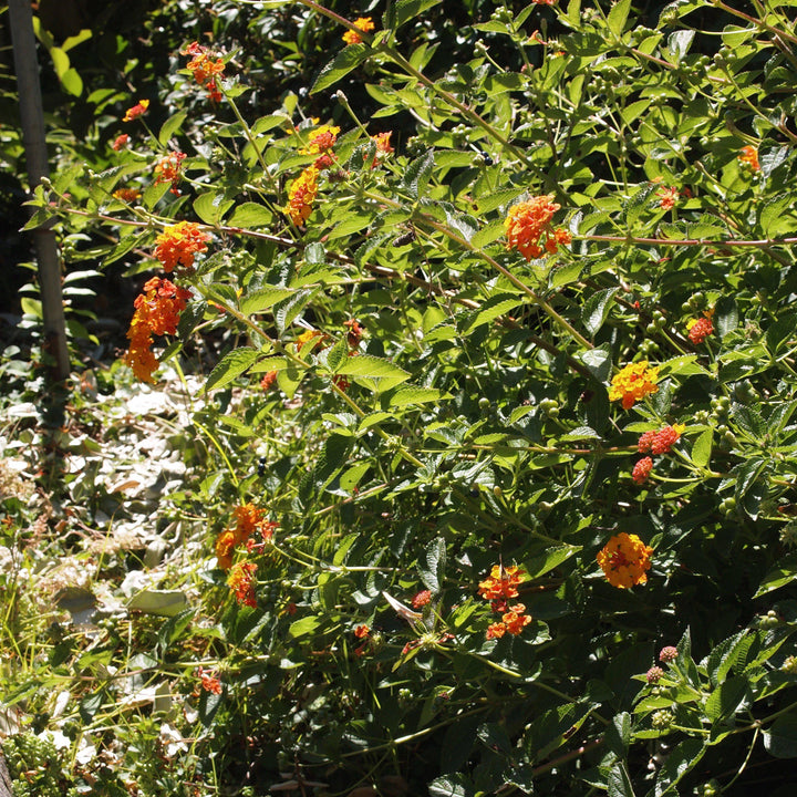 Lantana x 'Mone' ~ Tangerine™ Spreading Lantana-ServeScape