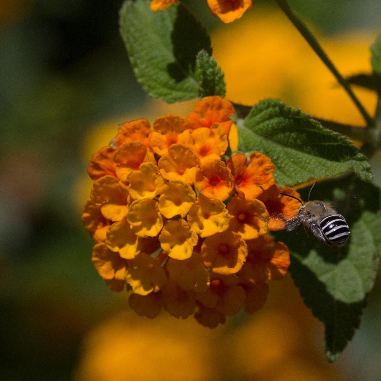 Lantana x 'Mone' ~ Tangerine™ Spreading Lantana-ServeScape