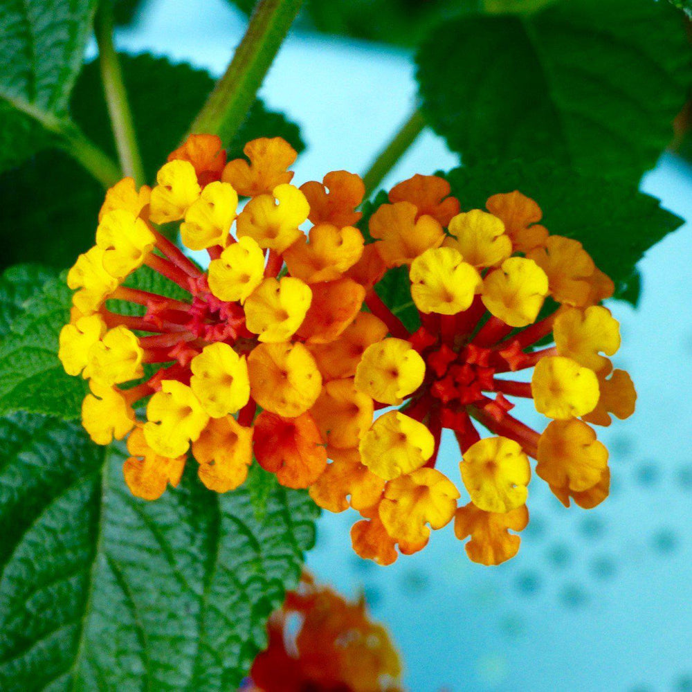 Lantana x 'Monet' ~ Spreading Sunset® Lantana-ServeScape