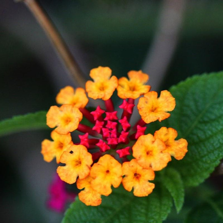 Lantana x 'Monet' ~ Spreading Sunset® Lantana-ServeScape