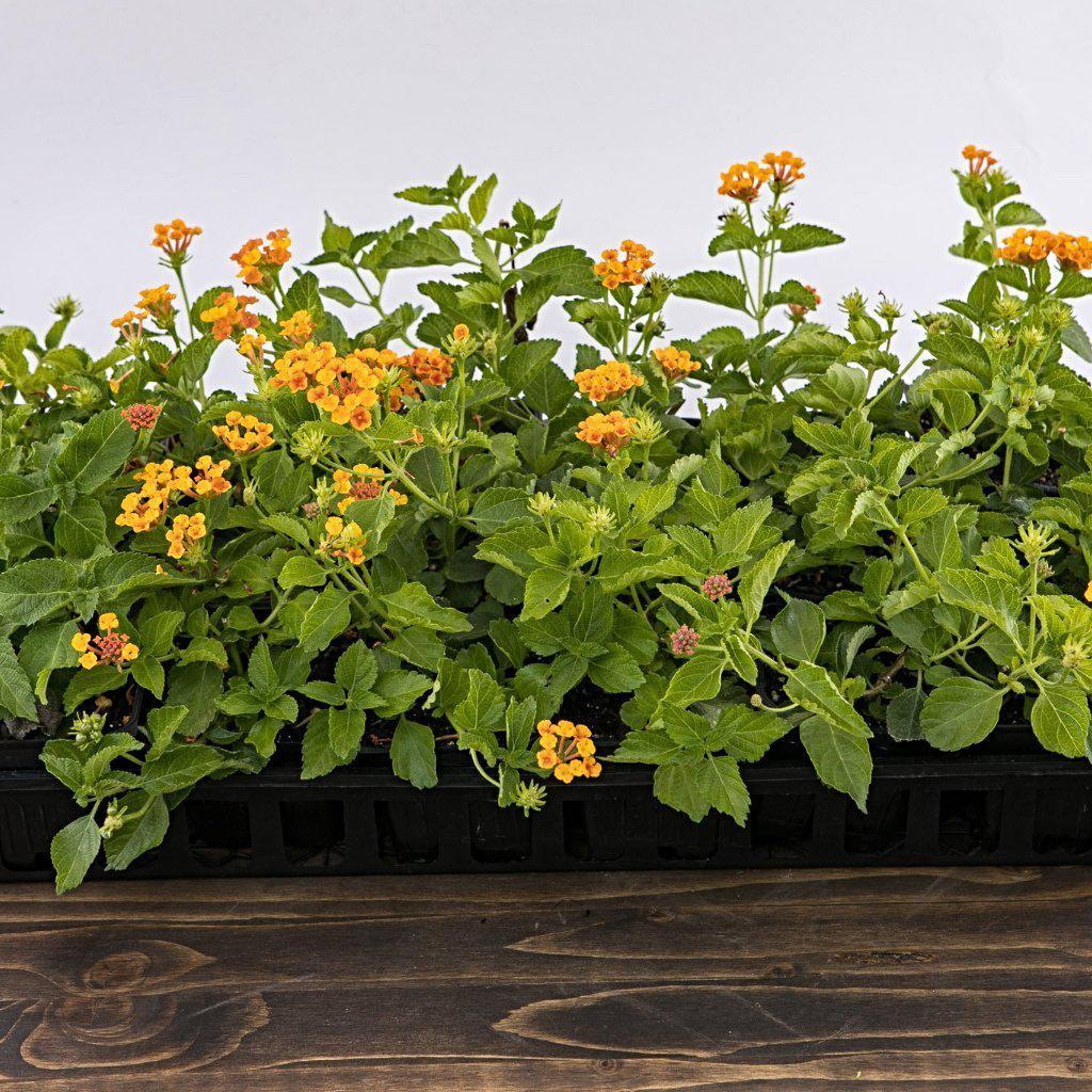Lantana x 'Monet' ~ Spreading Sunset® Lantana - Delivered By ServeScape