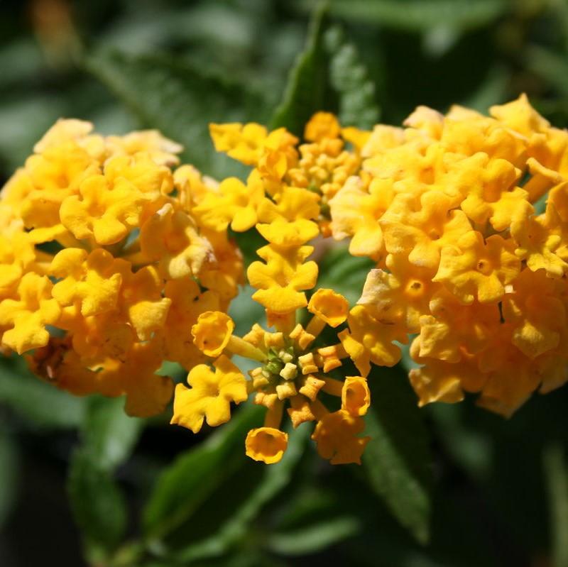Lantana x 'New Gold' ~ New Gold Lantana-ServeScape