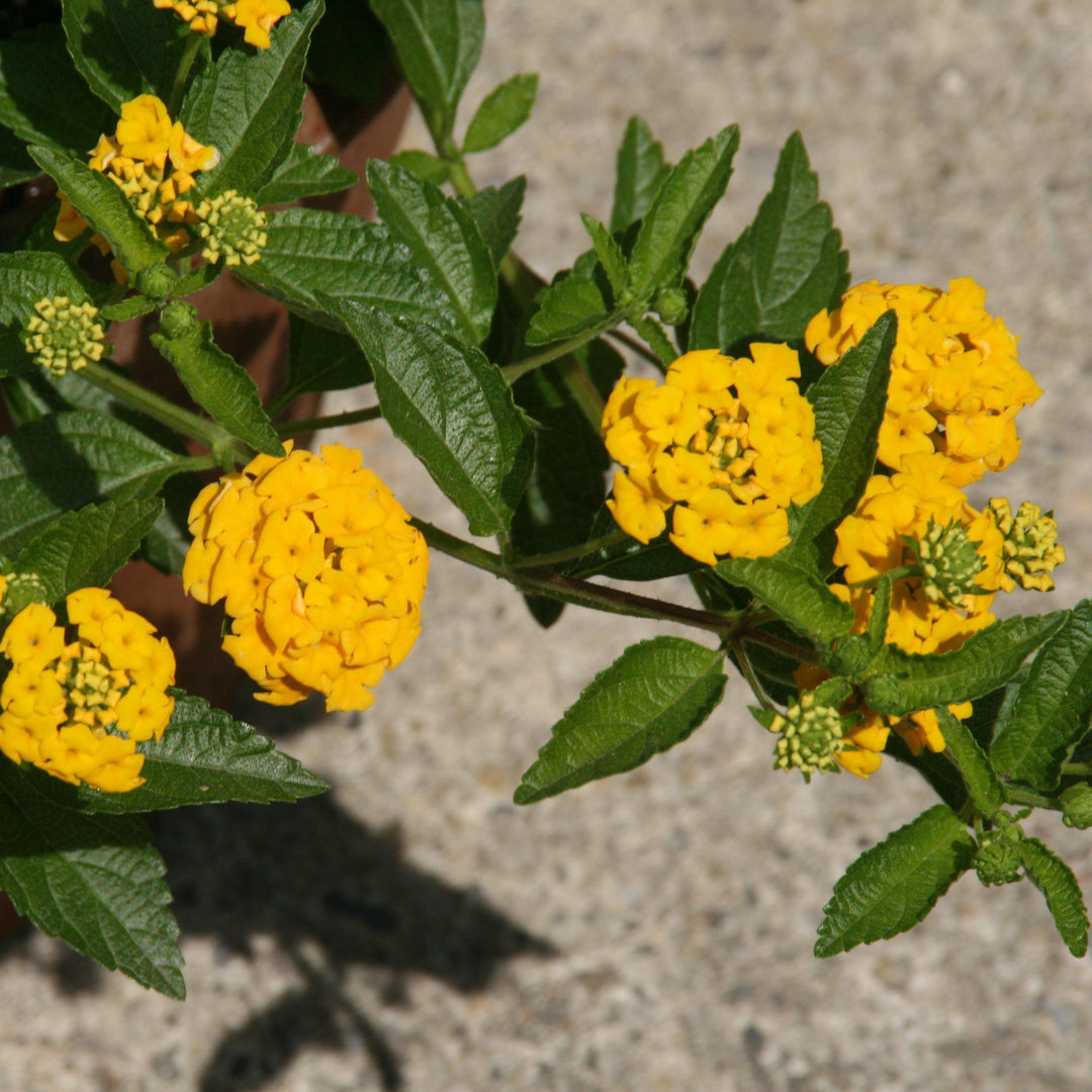 Lantana x 'New Gold' ~ New Gold Lantana-ServeScape