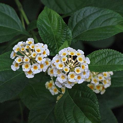 Lantana camara 'Premier Mix' ~ Premier Mix Lantana-ServeScape