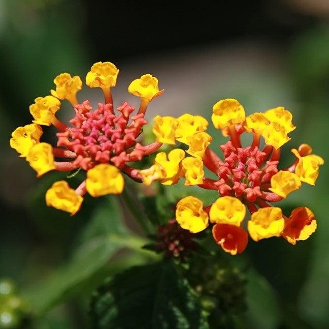 Lantana camara 'Dallas Red' ~ Dallas Red Lantana-ServeScape