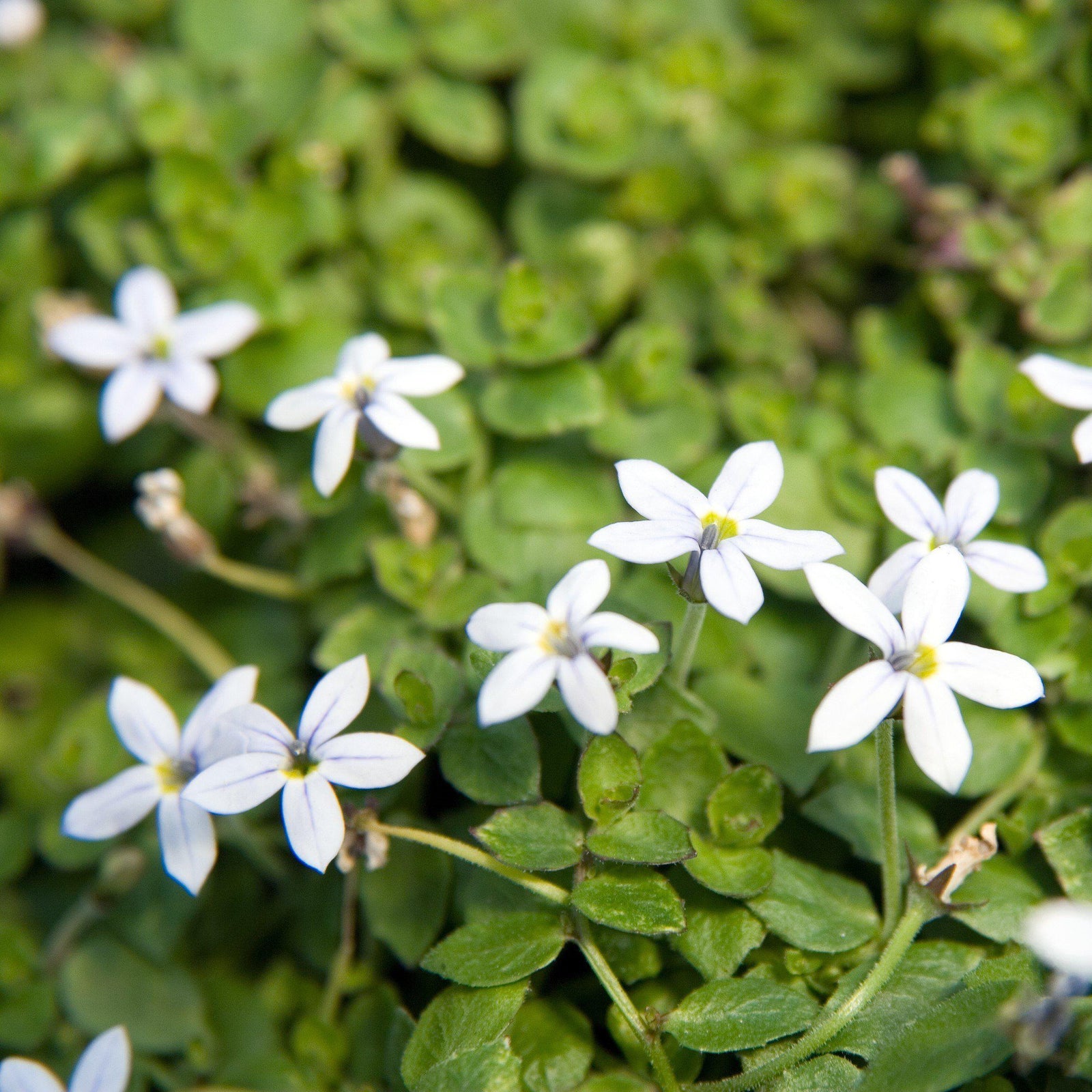 Laurentia fluviatilis 'Alba' ~ White Star Creeper - Delivered By ServeScape