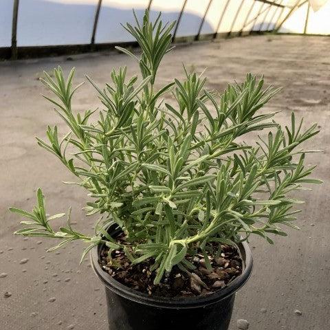 Lavandula stoechas 'Anouk' ~ Anouk Lavender-ServeScape