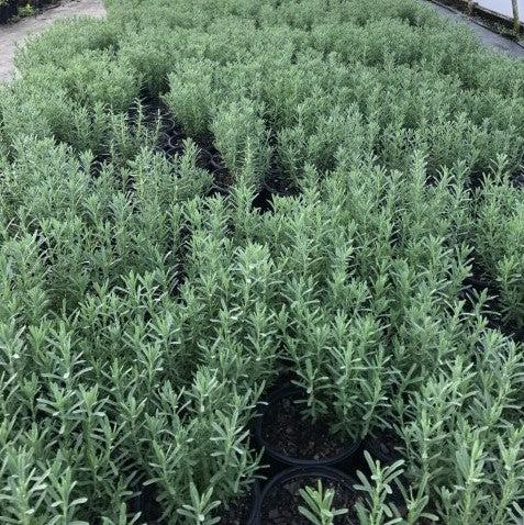 Lavandula stoechas 'Anouk' ~ Anouk Lavender-ServeScape
