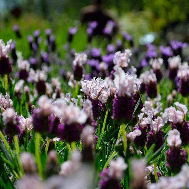 Lavandula stoechas 'Ghostly Princess' ~ Ghostly Princess Lavender-ServeScape
