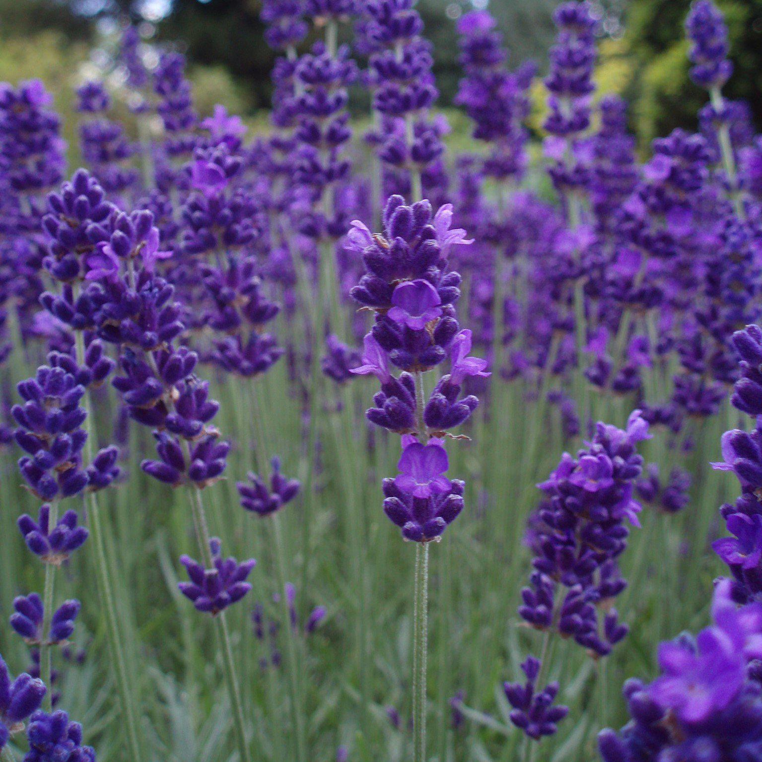 Lavandula angustifolia 'Armtipp01' ~ Big Time Blue English Lavender-ServeScape