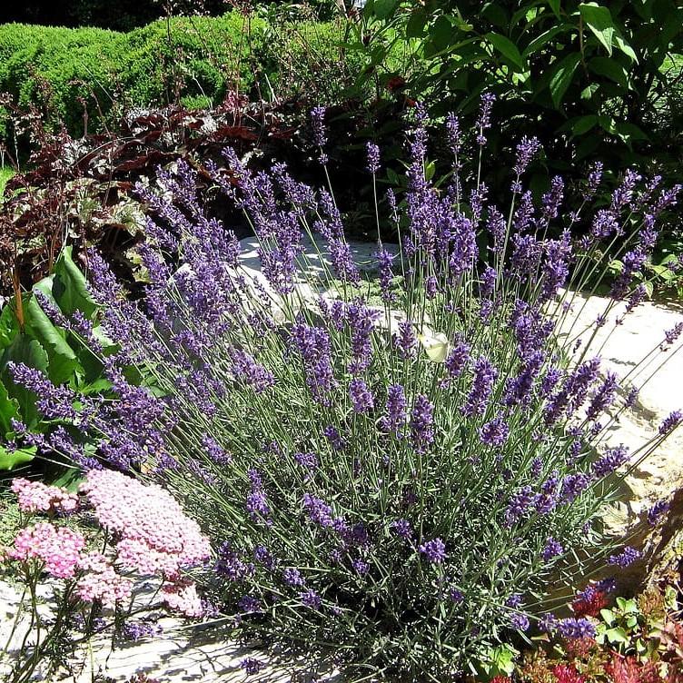 Lavandula intermedia 'Riverina Thomas' ~ Riverina Thomas French Lavender-ServeScape