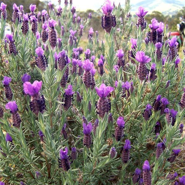 Lavandula stoechas 'Anouk' ~ Anouk Lavender - Delivered By ServeScape