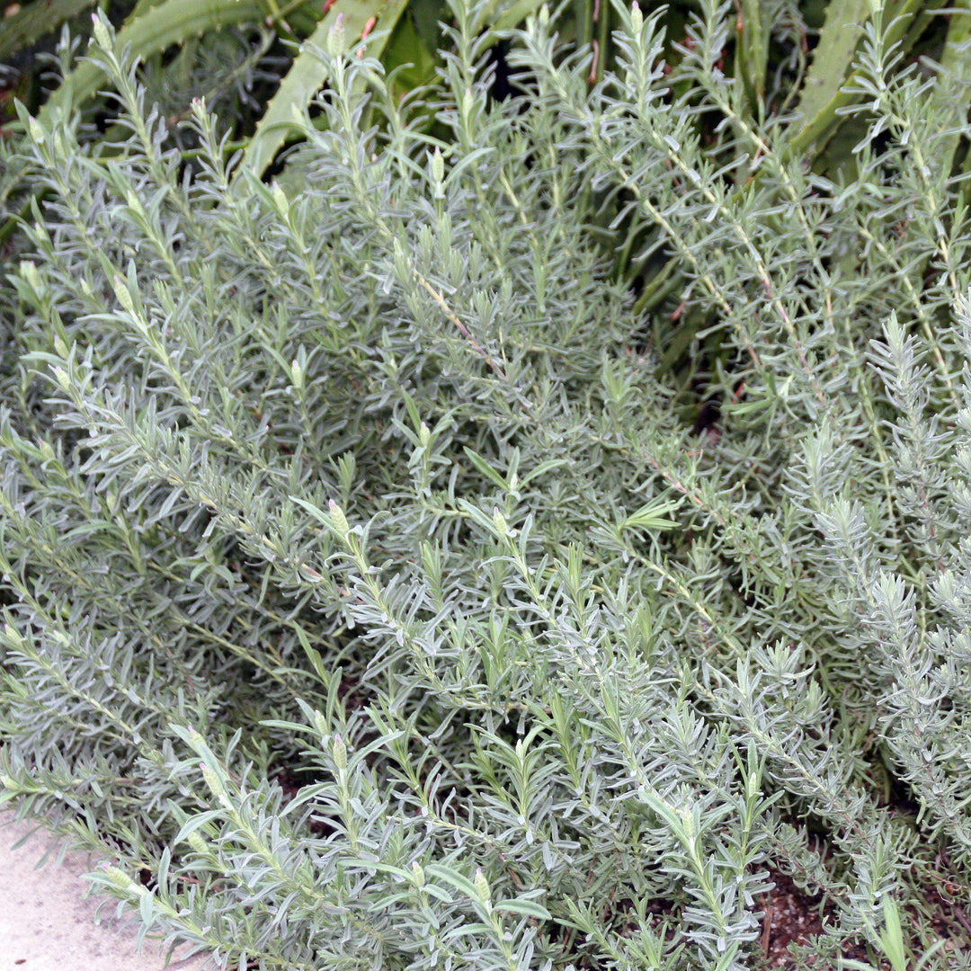 Lavandula stoechas 'Otto Quast' ~ Otto Quast Butterfly Lavender-ServeScape