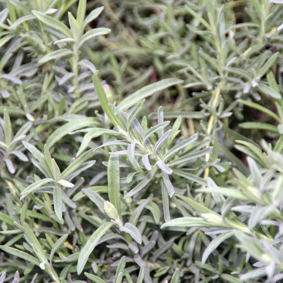 Lavandula stoechas 'Otto Quast' ~ Otto Quast Butterfly Lavender-ServeScape