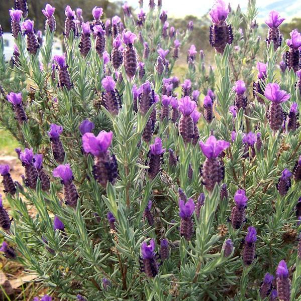 Lavandula stoechas 'Otto Quast' ~ Otto Quast Butterfly Lavender-ServeScape
