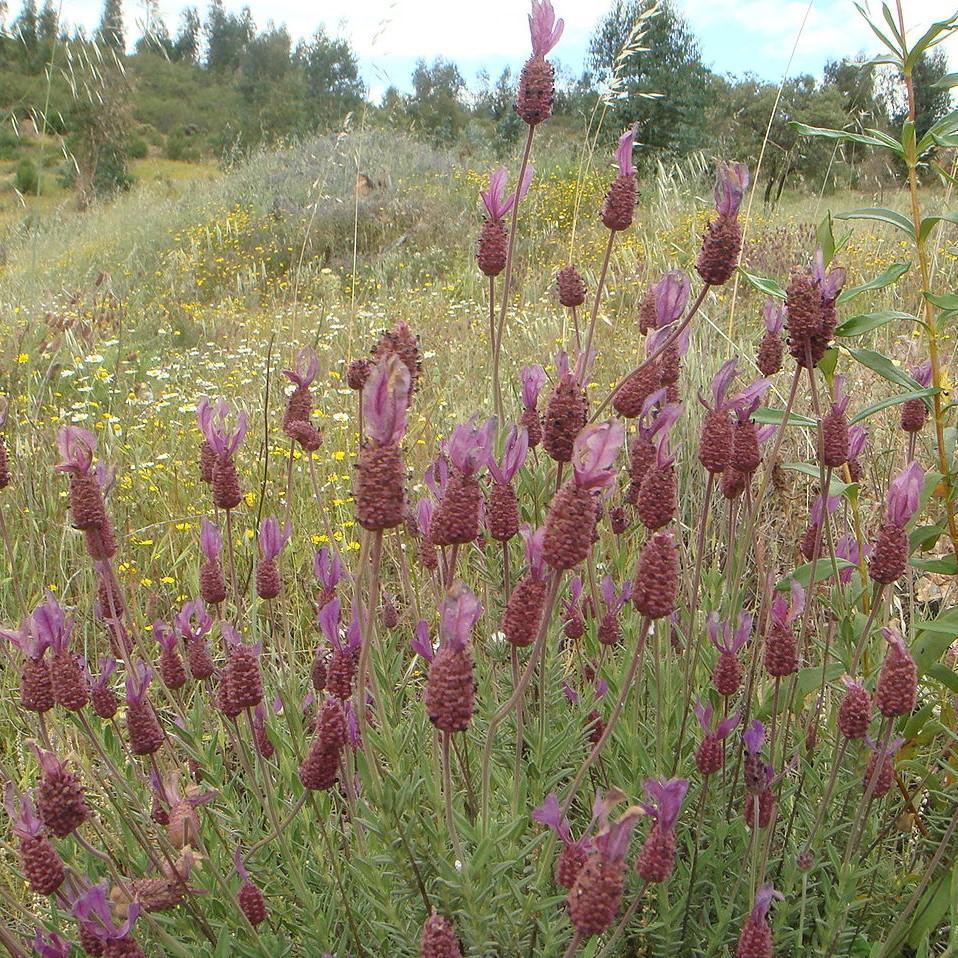 Lavandula stoechas 'Papillon Light Rose' <be> Papillon TM Light Rose - Delivered By ServeScape