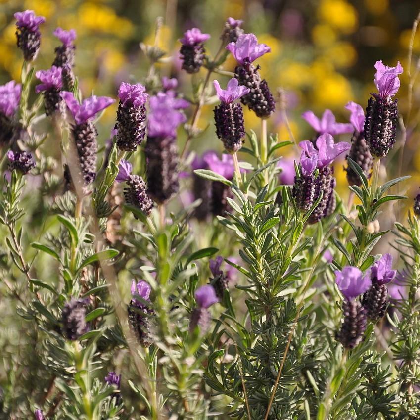 Lavandula stoechas 'Papillon Purple' <be> Papillon TM Purple - Delivered By ServeScape