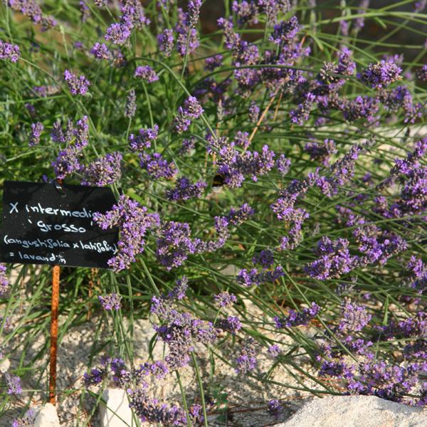 Lavandula x intermedia 'Grosso' ~ Grosso Lavender-ServeScape