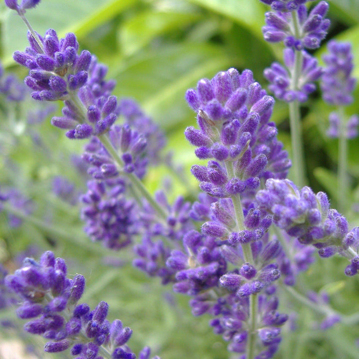 Lavandula × intermedia 'Niko' PP24,193 ~ Phenomenal® Lavender, Lavadin - Delivered By ServeScape