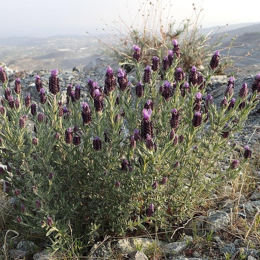 Lavandula stoechas 'Ghostly Princess' ~ Ghostly Princess Lavender-ServeScape