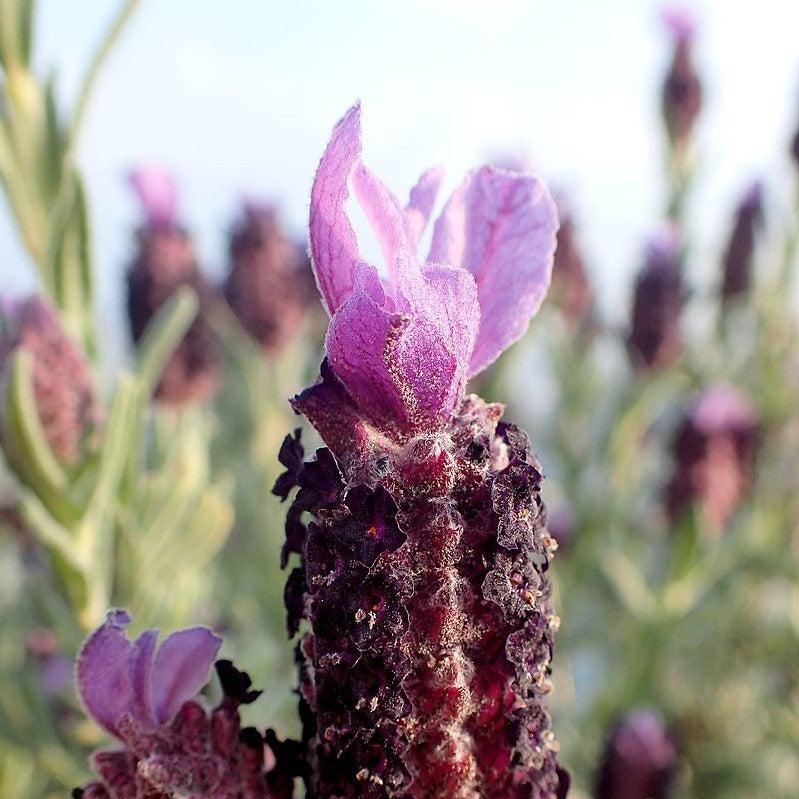 Lavandula stoechas 'LABZ0006' PP #27,399 ~ Javelin Forte™ Deep Rose Spanish Lavender-ServeScape