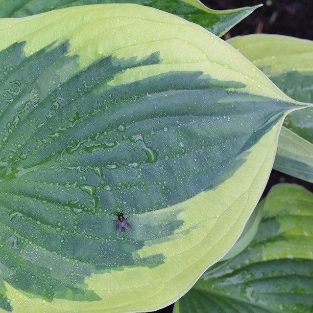 Hosta 'Earth Angel' ~ Earth Angel Hosta-ServeScape