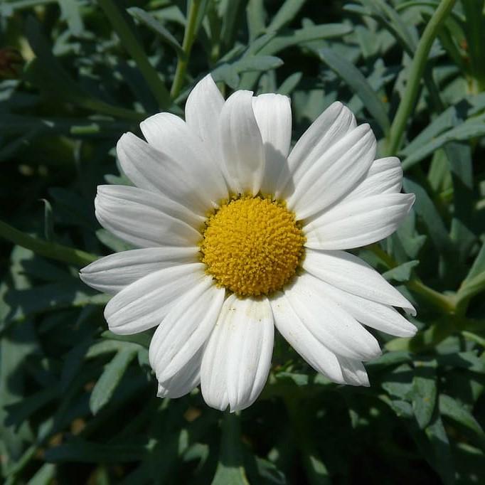 Leucanthemum maximum 'Western Star Leo' ~ Western Star™ Leo Shasta Daisy-ServeScape