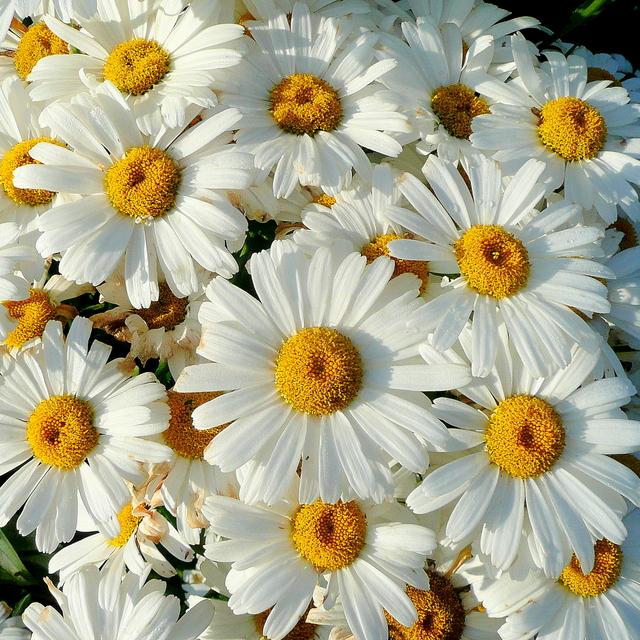 Leucanthemum x superbum 'Becky' ~ Becky Shasta Daisy - Delivered By ServeScape