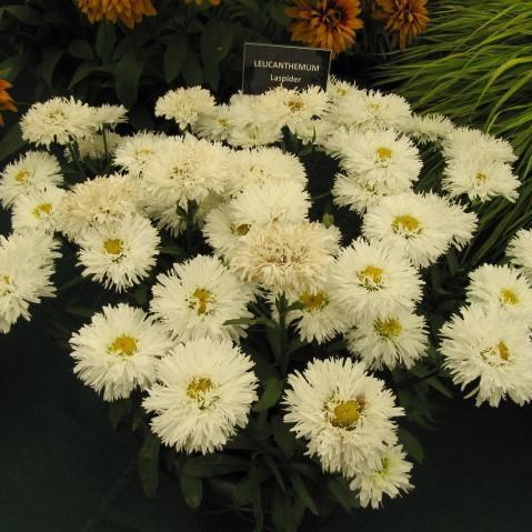 Leucanthemum x superbum 'LaSpider' ~ Ooh La™ LaSpider Shasta Daisy - Delivered By ServeScape