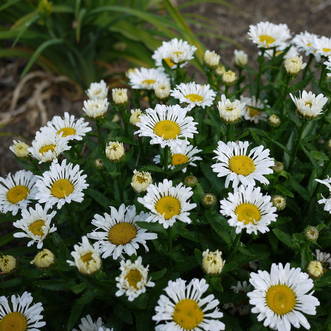 Leucanthemum x superbum 'Lacrosse' ~ Lacrosse Shasta Daisy-ServeScape