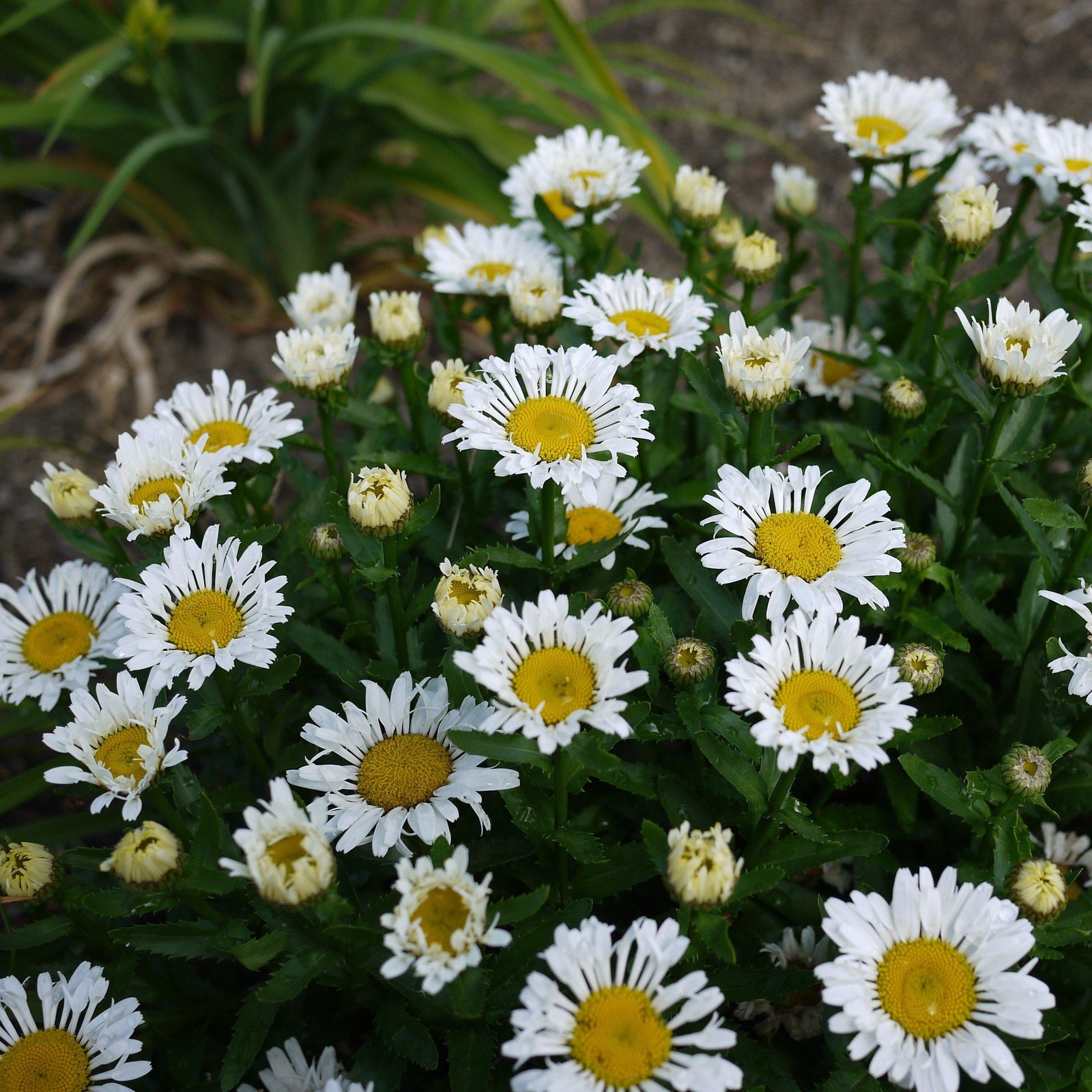 Leucanthemum x superbum 'Lacrosse' ~ Lacrosse Shasta Daisy-ServeScape