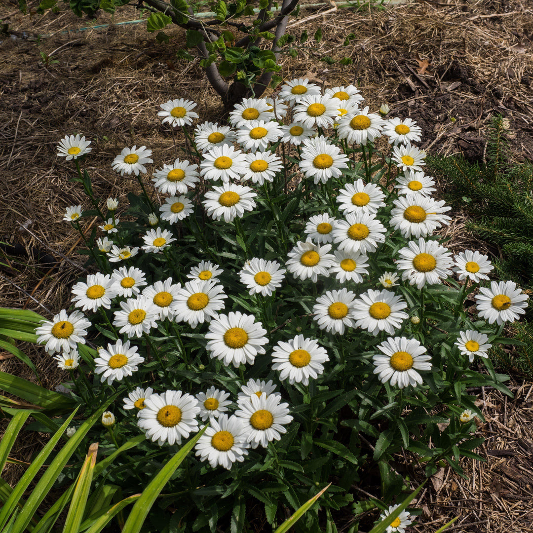 Leucanthemum x superbum 'Snowcap' ~ Snowcap Shasta Daisy-ServeScape