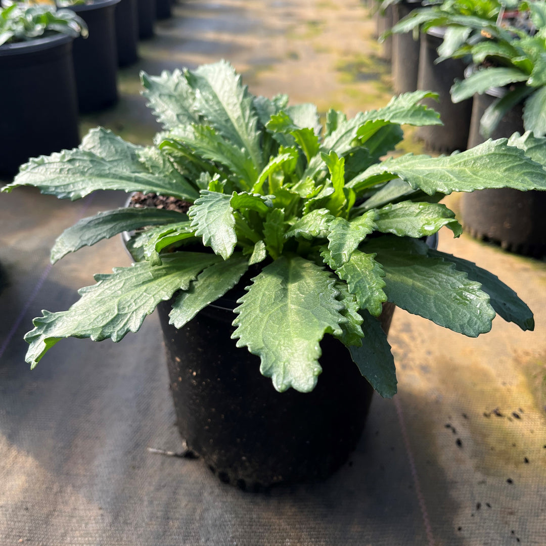 Leucanthemum x superbum 'Snowcap' ~ Snowcap Shasta Daisy-ServeScape