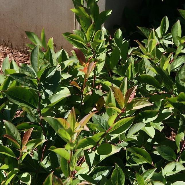 Agarista populifolia 'Margie Jenkins' ~ Margie Jenkins Leucothoe-ServeScape