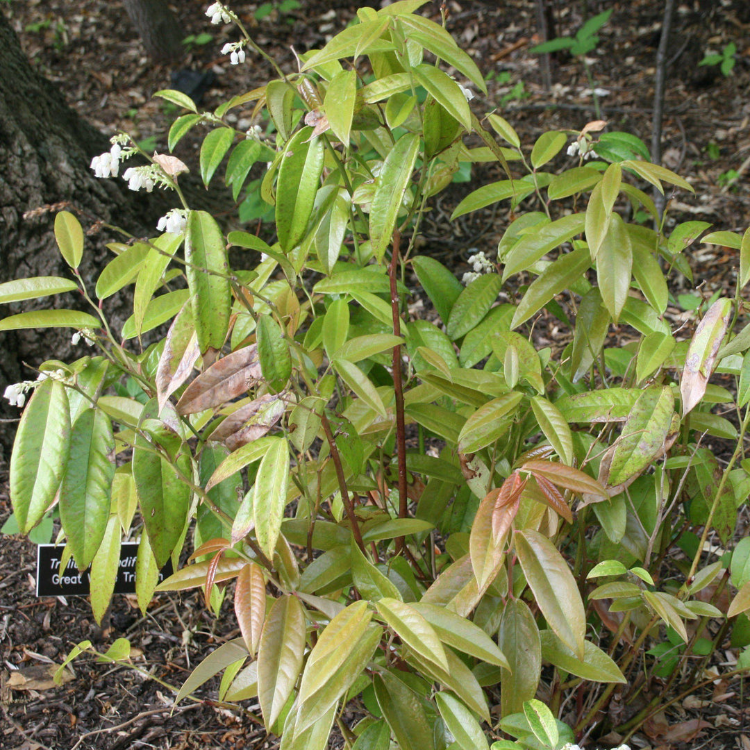 Leucothoe axillaris 'Dodd's Variegated' ~ Dodd's Variegated Leucothoe, Coastal Leucothoe - Delivered By ServeScape