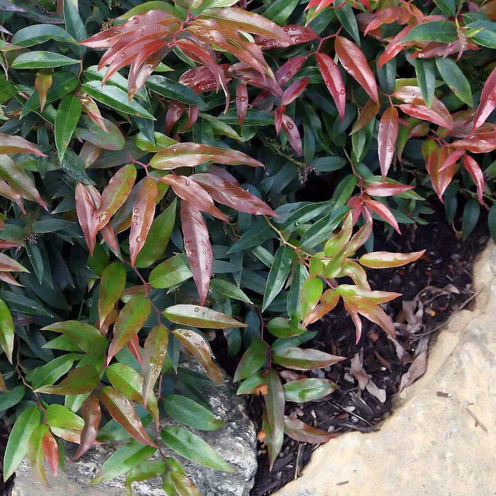 Leucothoe keiskei 'Opstal 50' ~ Burning Love™ Leucothoe-ServeScape