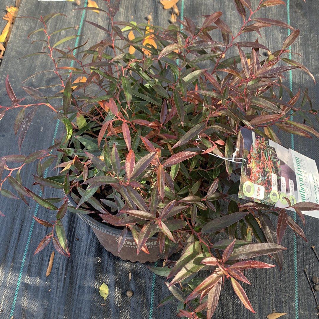 Leucothoe keiskei 'Opstal 50' ~ Burning Love™ Leucothoe-ServeScape