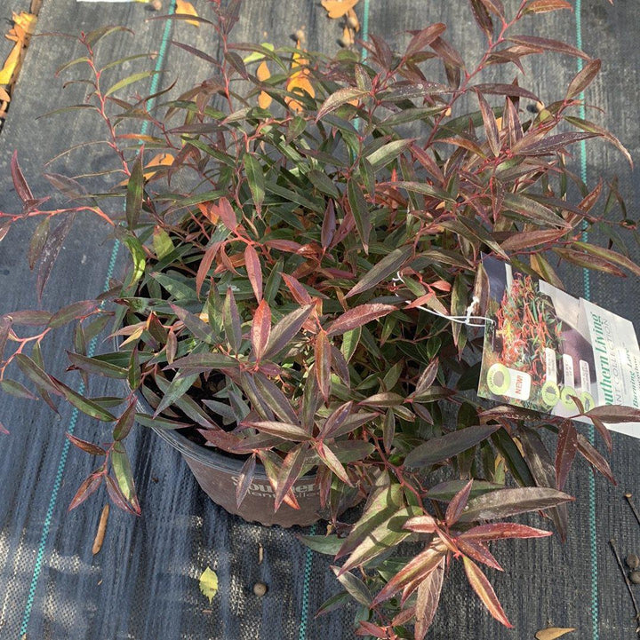 Leucothoe keiskei 'Opstal 50' ~ Burning Love™ Leucothoe-ServeScape