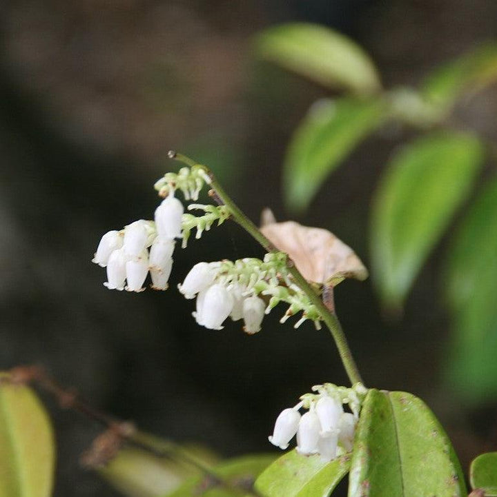 Leucothoe axillaris 'Dodd's Variegated' ~ Dodd's Variegated Leucothoe, Coastal Leucothoe-ServeScape
