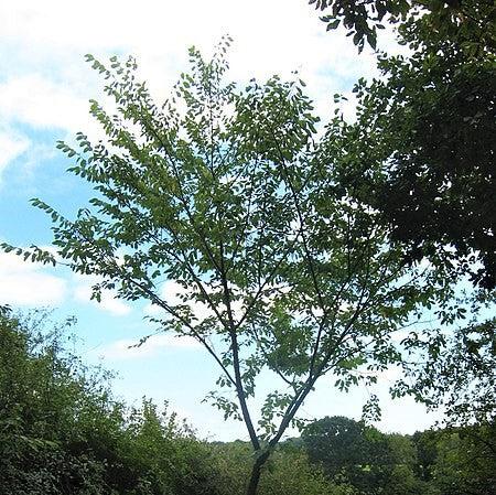 Ulmus americana 'Lewis & Clark' ~ Lewis & Clark American Elm-ServeScape