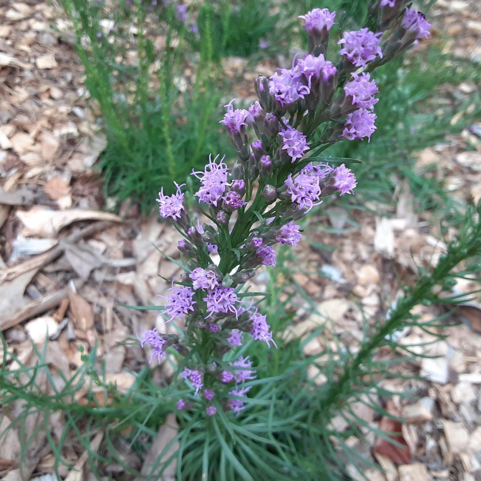 Liatris microcephala ~ Dwarf Blazing Star